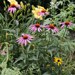 New to Flower Gardening? Here's Where to Start