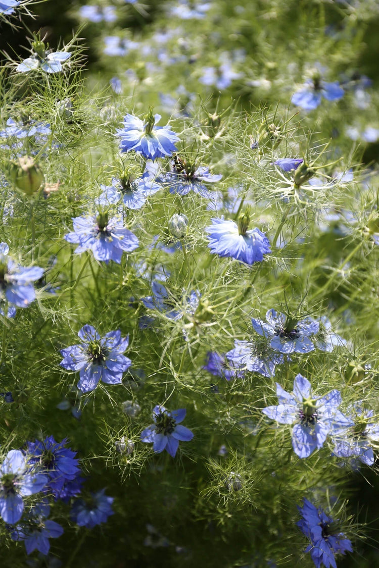 How and Why to Deadhead Flowers - Longfield Gardens