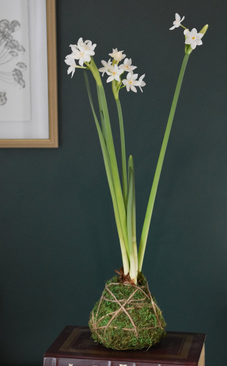 paperwhites-1.jpg
