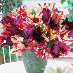 Parrot Tulips: Fancy and Flamboyant