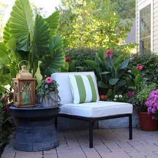 All About Elephant Ears