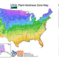 Planning and Selecting Fall-Planted Bulbs
