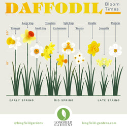 Planning Guide for Daffodils