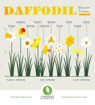 Planning Guide for Daffodils