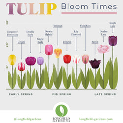 Planning Guide For Tulips