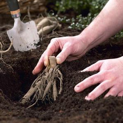 Planting and Caring for Perennials