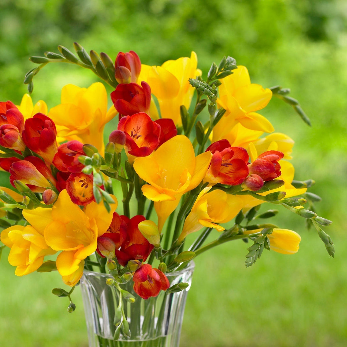Freesia Field All About Freesias