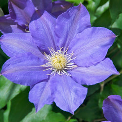 All About Clematis