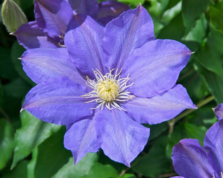 All About Clematis