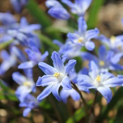 Spring-Blooming Bulbs for Shady Gardens