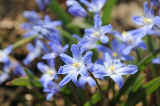 Spring-Blooming Bulbs for Shady Gardens