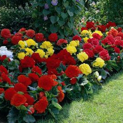 Summer Bulbs for Shady Gardens