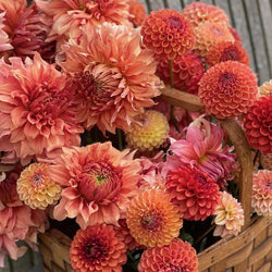All About Dahlias
