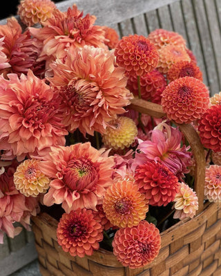 All About Dahlias