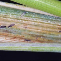 FAQs - Spring Planted Bulbs