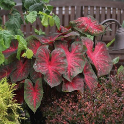 Tips for Growing Caladiums in Zones 5-7