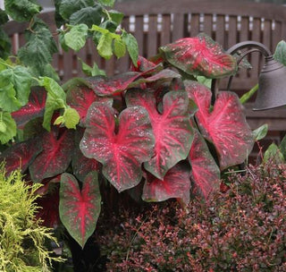 Tips for Growing Caladiums in Zones 5-7