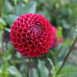 Tips for Growing Dahlias in Hot Weather