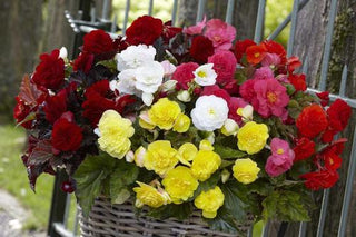 Tips for Growing Tuberous Begonias