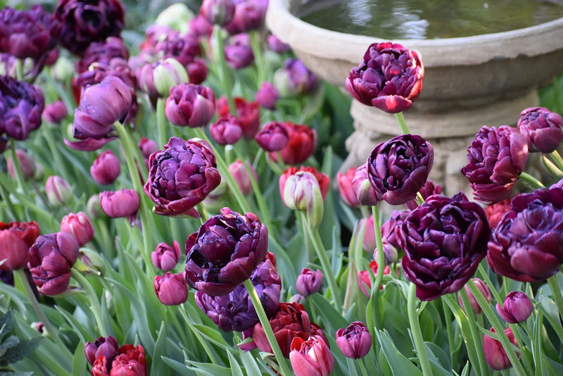 How Long Do Tulips Bloom Last?
