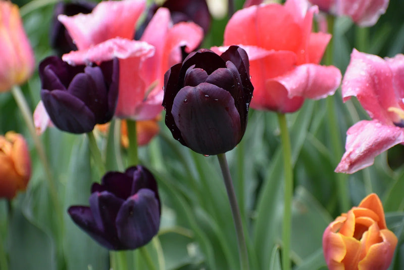 How to Grow a Tulip Tree for Beauty and Shade