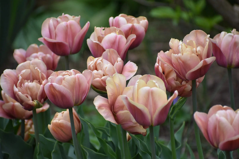 How Many Times Do Tulips Bloom a Year?