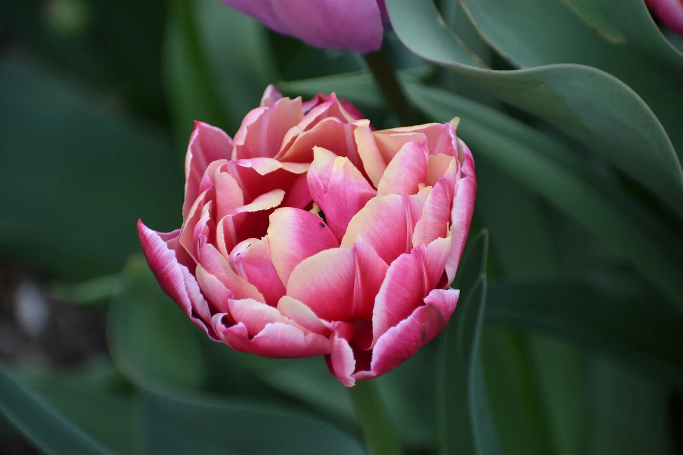 When Planting Tulip Bulbs: A Guide for Spring Blooms