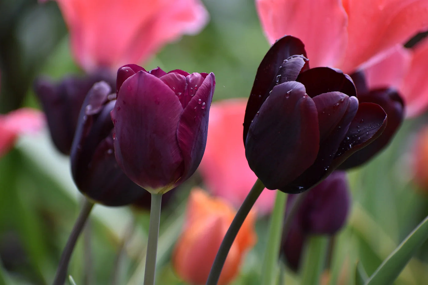 What to Do With Tulip Bulbs After Blooming