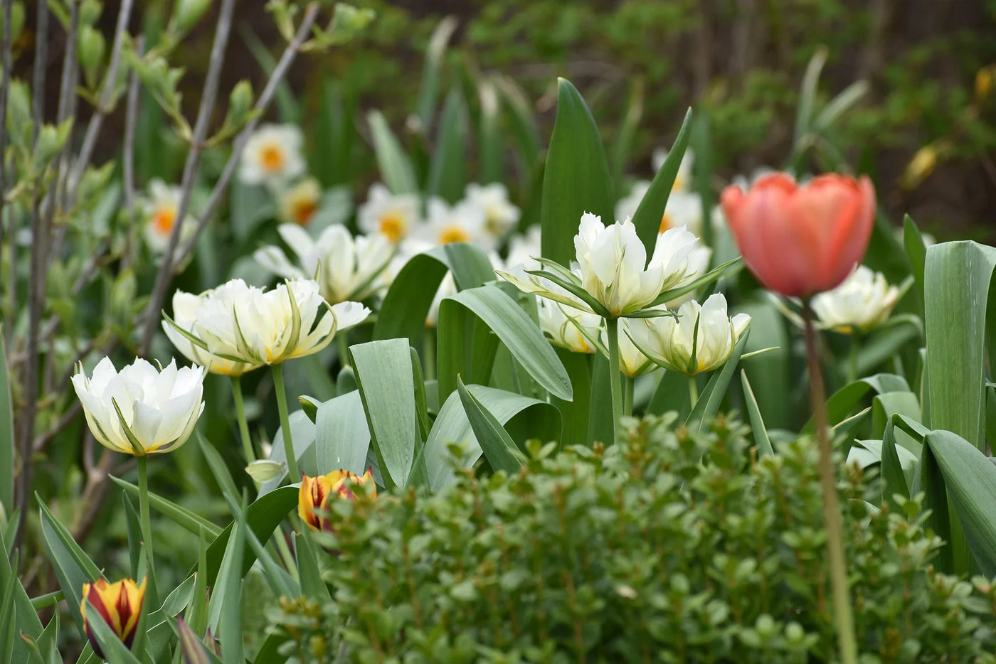 Can I Leave Tulip Bulbs in the Ground?