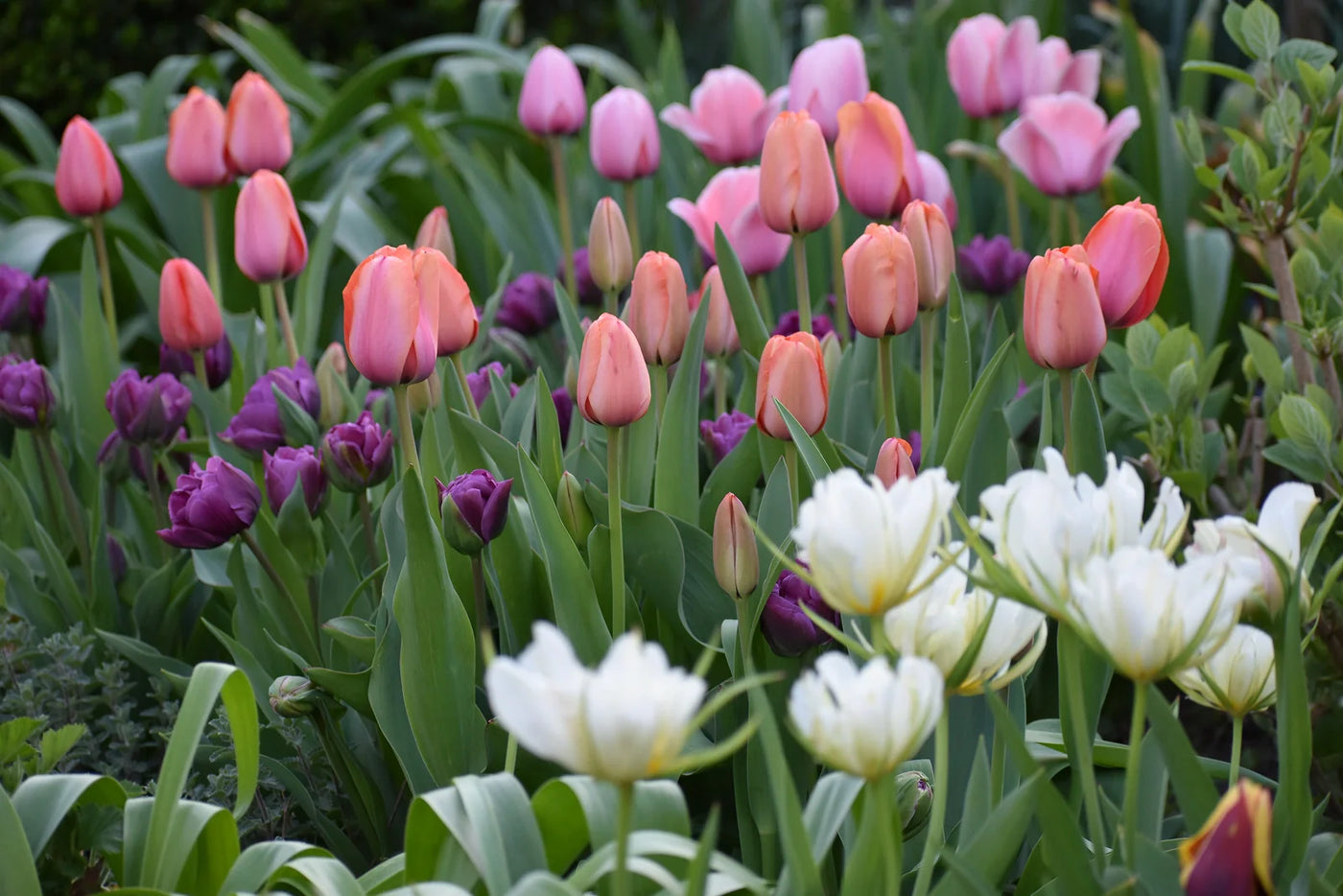 Are Tulip Bulbs Edible to Eat? Safety and History