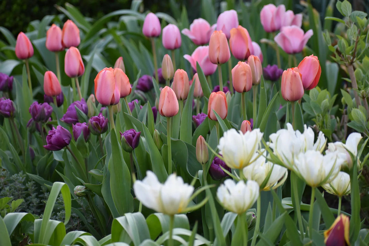 Can You Keep Tulip Bulbs in Water?