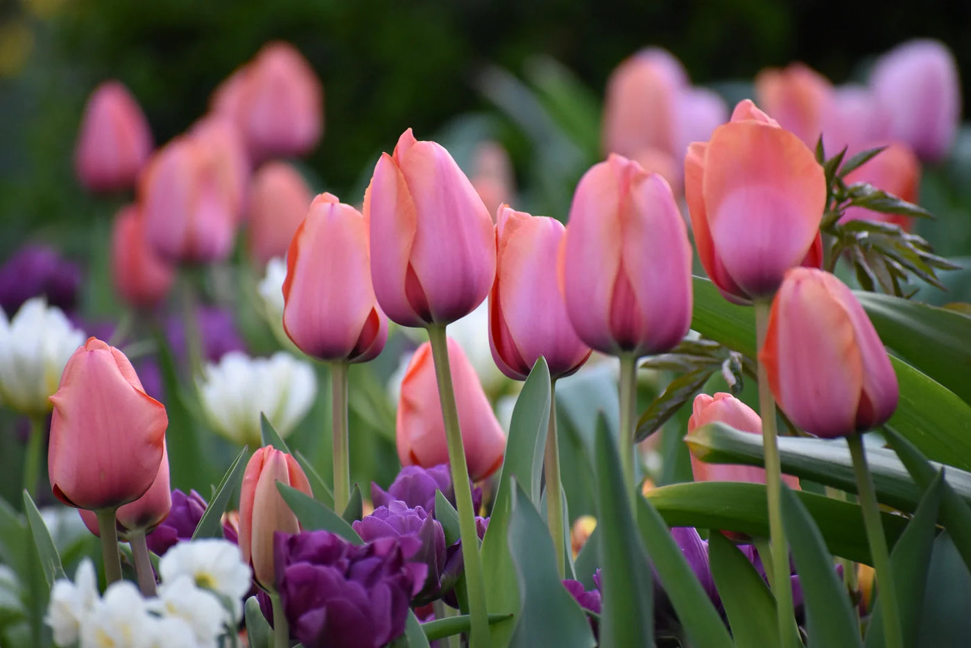Can You Plant Tulip Bulbs in Containers?