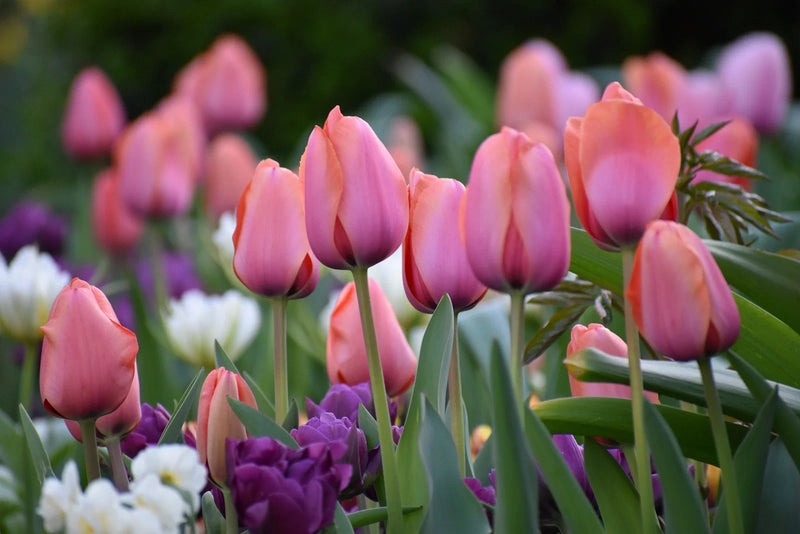 Do Tulips Grow Well in Pots?