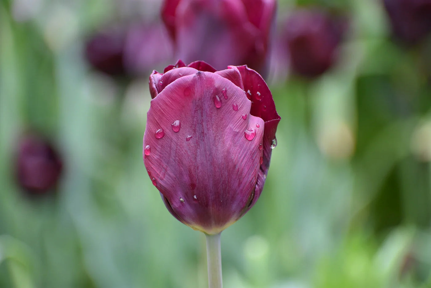 Can Tulip Bulbs Be Stored for a Year?