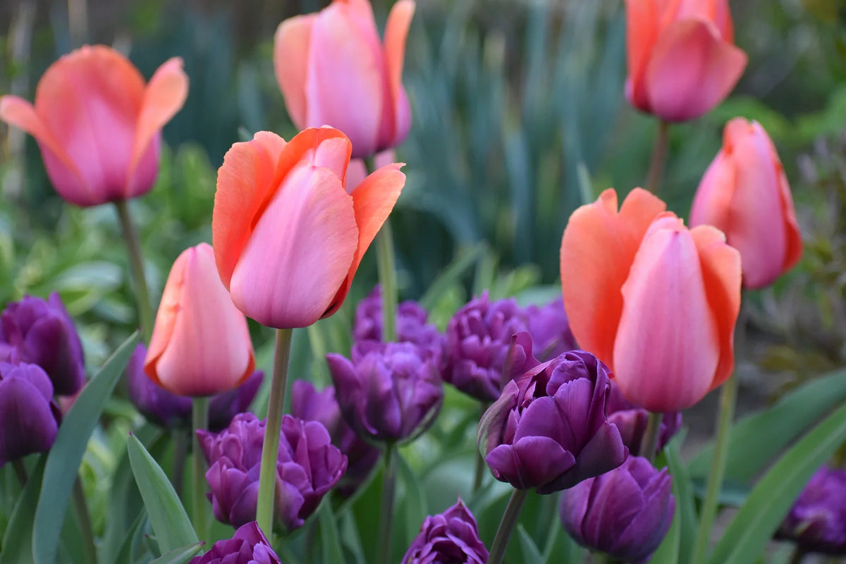 When to Plant Bulbs in Massachusetts for Spring Blooms