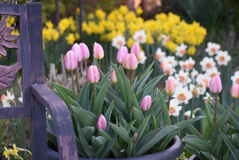How Long Do Tulips Stay Bloomed: A Spring Garden Guide