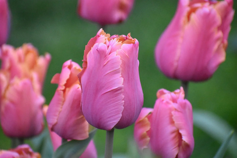 How Long Does a Tulip Bloom Last? Maximizing Spring Color