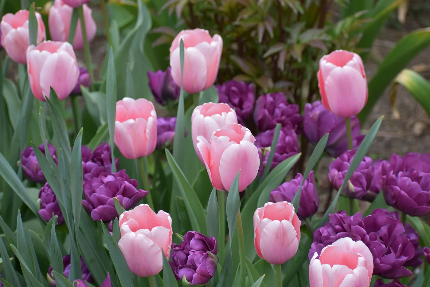 When Do You Plant Daffodil and Tulip Bulbs for Spring Color