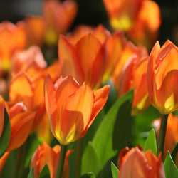 Tulips By Bloom Time