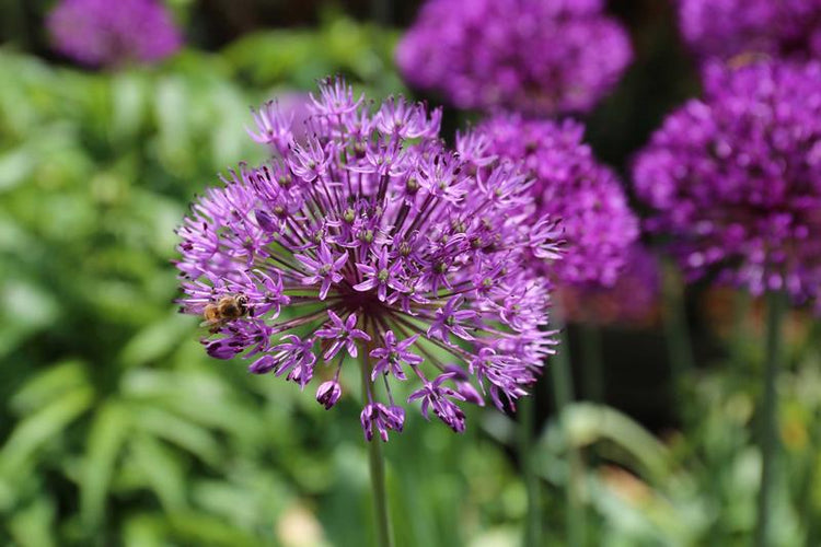 types-of-allium-1.jpg