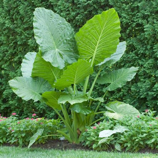 hawaii elephant ear plant Colocasia Esculenta Hawaiian Punch - 1 bulb