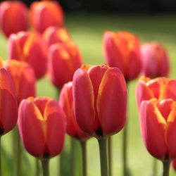 What Makes Darwin Hybrid Tulips Special