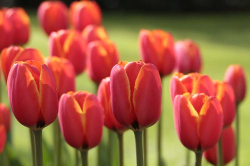 what-makes-darwin-hybrid-tulips-special-1.jpg