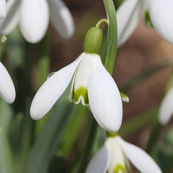 What to Do When Bulbs Come Up Too Early