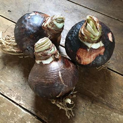 When Will Your Amaryllis Bloom?