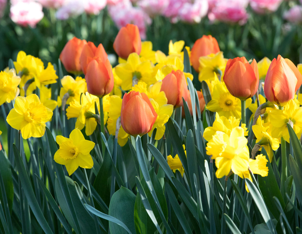 Spring Bloom Bulbs Which Spring-Blooming Bulbs are Perennial