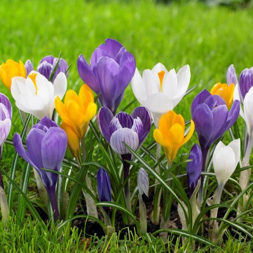 Crocus