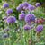 Alliums