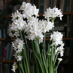 All About Paperwhites