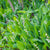 Lily of the Valley (Convallaria)